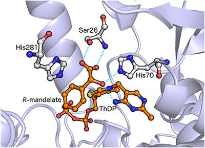 A Theoretical Study of the Benzoylformate Decarboxylase Reaction Mechanism